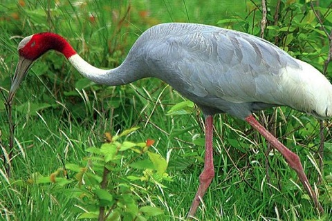 Samaspur Bird Sanctuary